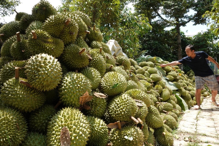Anh Dương Đình Tuyễn - cháu chủ vườn Bảy Nhỏ bên đống sầu riêng vừa thu hoạch