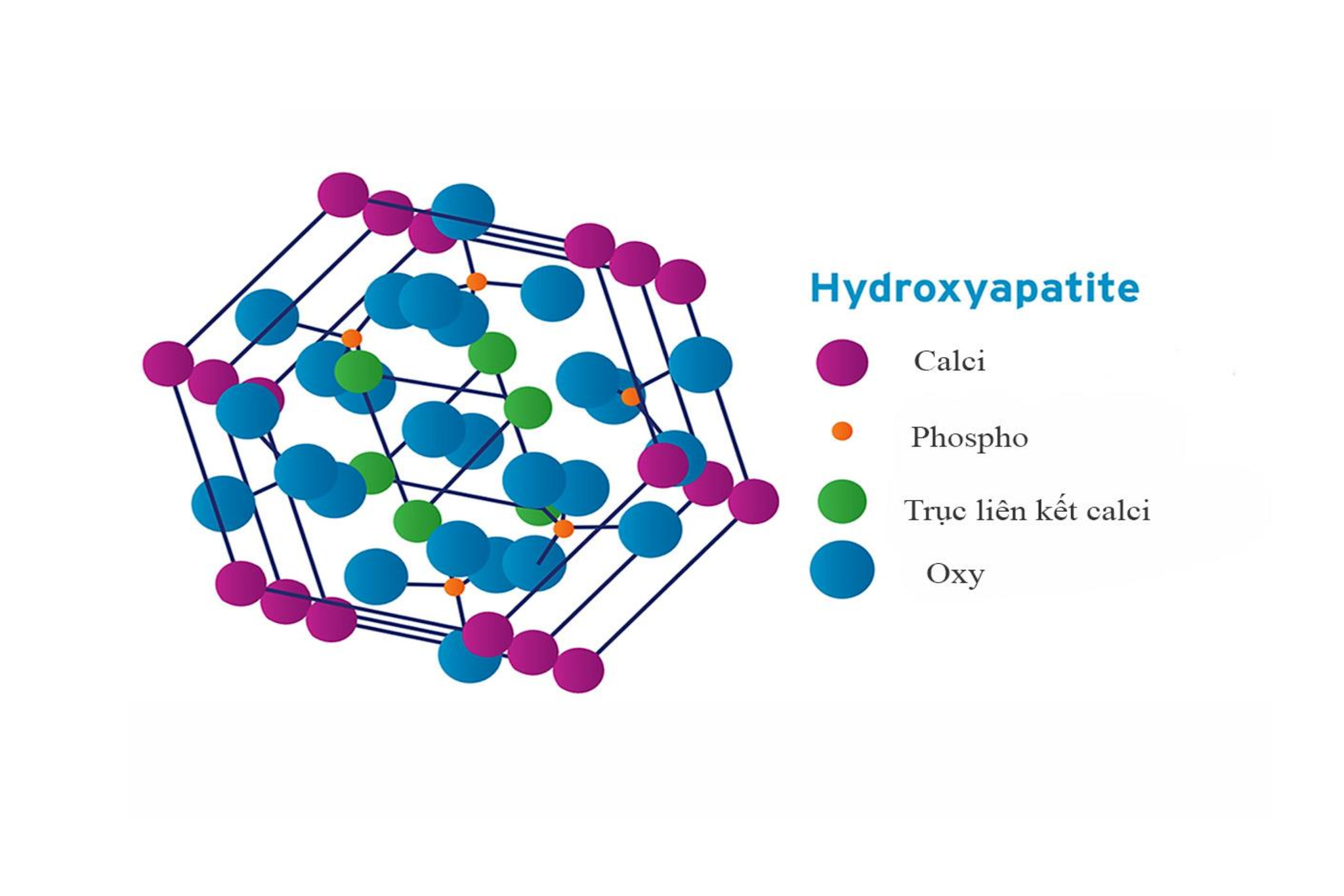 Phức hợp Canxi MCHA chứa canxi và phốt pho theo tỷ lệ sinh học 2:1 tương thích với cấu trúc xương người