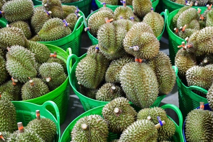 Thứ trưởng và loạt cán bộ bị bắt, lộ rõ góc khuất cấp mã số vùng trồng sầu riêng