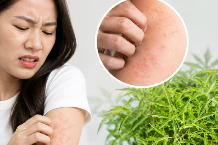 4 sai lầm khi dùng lá đinh lăng có thể gây hại cho sức khỏe