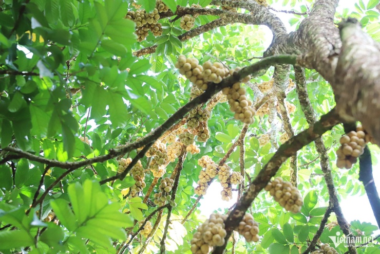Khi mùa mưa bắt đầu, vườn bòn bon 30 năm tuổi này sẽ ra hoa, kết trái