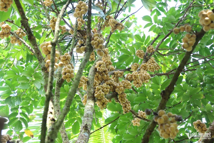 Vào những ngày này, khu vườn rộng 5ha bòn bon của anh Khâm đang bắt đầu chín