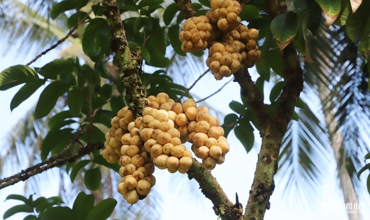 Mỗi chùm bòn bon nặng từ 0,6 đến 1kg