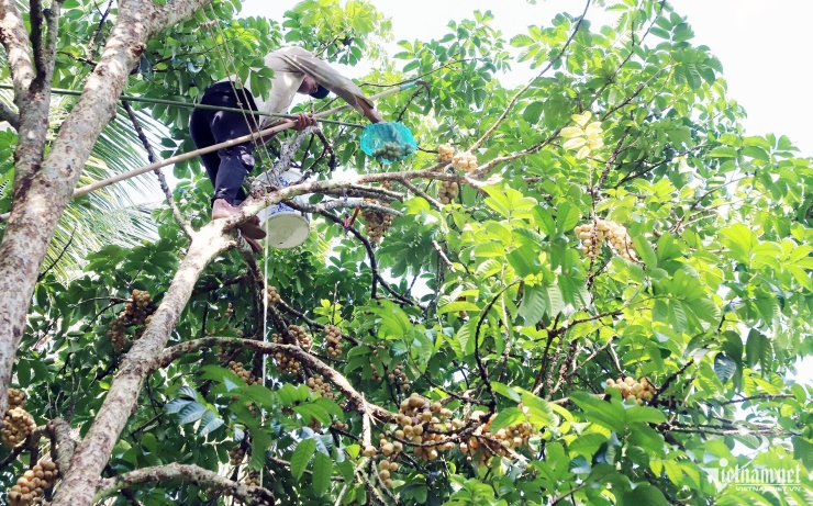  Bòn bon được cắt thủ công để tránh làm gãy mầm hoa của vụ sau