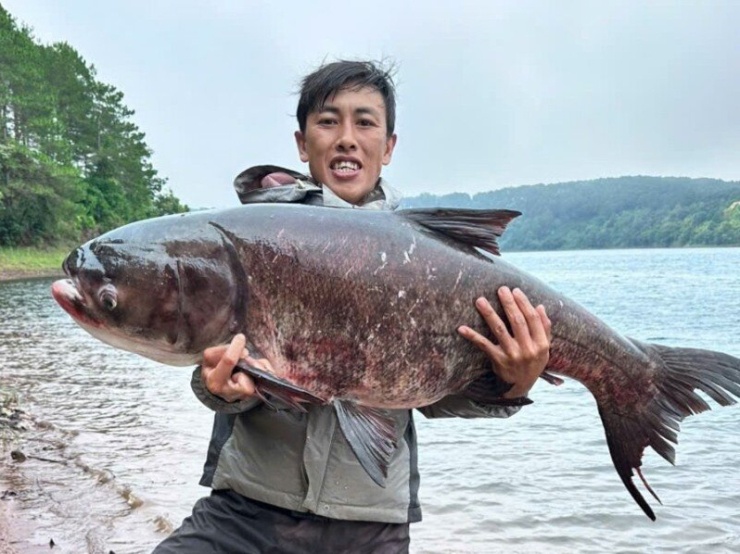 Con cá mè nặng 25kg sa lưới của anh Đặng Ngọc Dũng. Ảnh: NVCC
