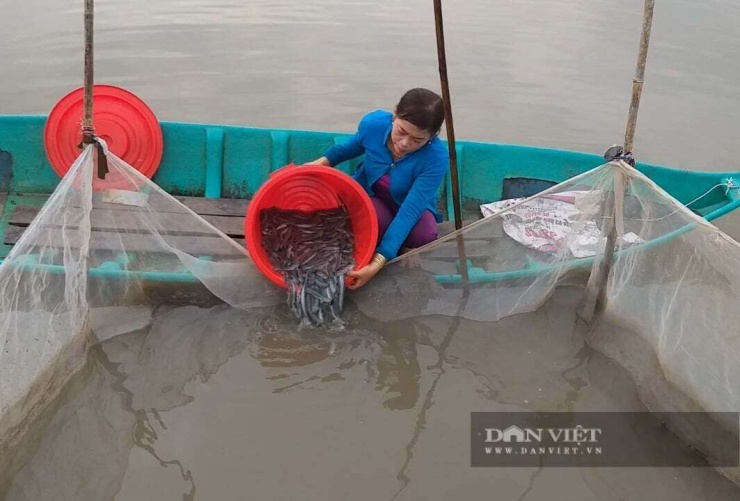 Người nuôi cá kèo trên địa bàn tỉnh Cà Mau cho biết, cá kèo là đối tượng nuôi khá phù hợp với điều kiện của địa phương, chí phí đầu tư không nhiều.Ảnh: An An