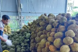Vụ Thứ trưởng NN&MT bị bắt: Tức nghẹn 'giấy phép con' xuất khẩu sầu riêng