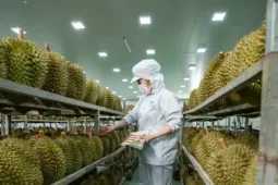 Vụ án sầu riêng: 'Hộ chiếu' tỷ USD và những khoảng trống quản lý