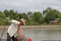 Nuôi con cá da trơn, ruột ngắn có thể làm hang vào “mùa nghịch”, nông dân Cà Mau thu lãi cao