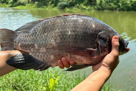 Loại cá được ví như “gà nước”, giá chỉ từ vài chục nghìn đồng/kg nhưng giàu dinh dưỡng, tốt cho xương khớp tuổi trung niên