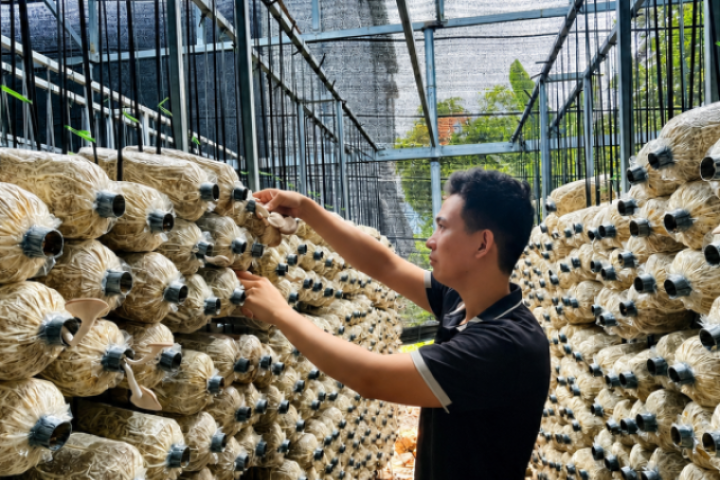 Đây là loại nấm ngon, giàu protein, một kỹ sư ở Huế trồng thành công theo kiểu này thu đều 30-40 triệu/tháng