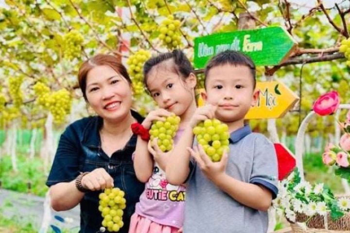 Từng chỉ là bãi bồi ven sông, nay nơi này ở Hải Phòng đông khách nhờ một vườn nho đặc biệt