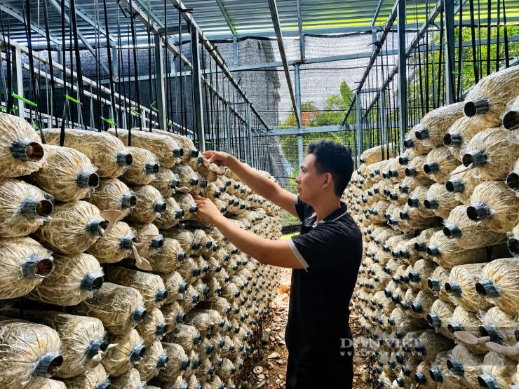 Anh Đinh Văn Hào (tổ dân phố Thanh Vinh, phường Dương Nỗ, TP.Huế) khởi nghiệp thành công bằng nghề trồng nấm. Ảnh: Nguyễn Nhi.&nbsp;
