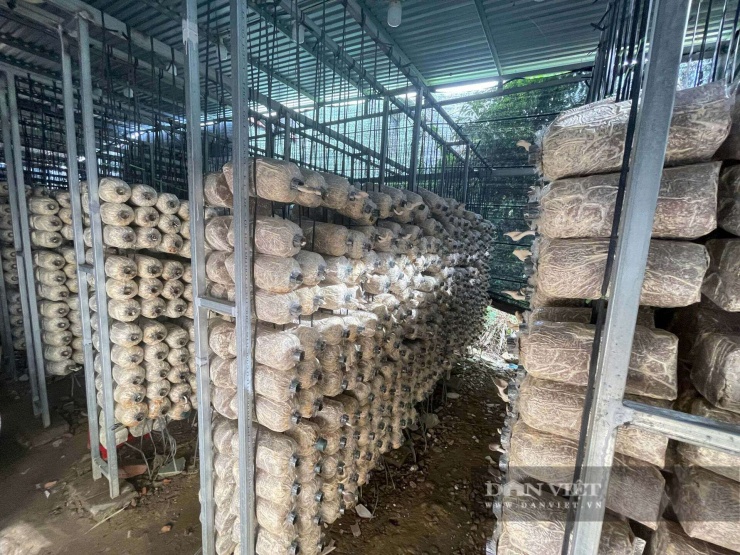 Khu vực trồng nấm bào ngư xám được đầu tư hệ thống giá treo, tạo điều kiện thuận lợi cho nấm phát triển. Ảnh: Trang Phương.&nbsp;