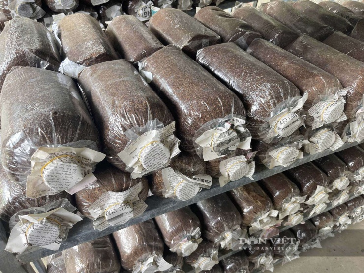 Các bịch phôi nấm bào ngư xám được cấy giống và ươm theo quy trình kỹ thuật trước khi đưa vào khu vực nuôi trồng. Ảnh: Nguyễn Nhi.&nbsp;