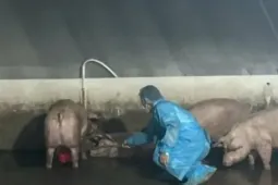Hàng trăm con heo nghi 'dính' chất cấm Salbutamol