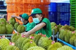 Vụ án sầu riêng: Cần dẹp ‘giấy phép con’ trong cấp mã số vùng trồng