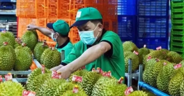 Vụ án sầu riêng: Cần dẹp ‘giấy phép con’ trong cấp mã số vùng trồng
