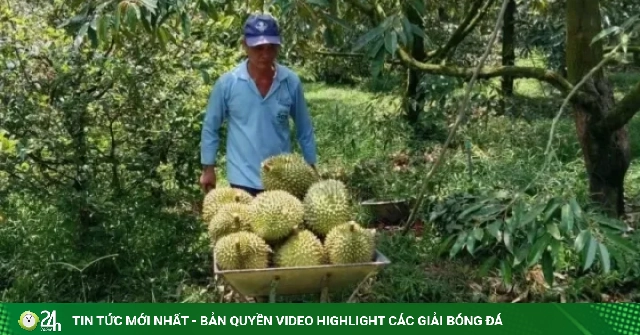 Xuất khẩu sầu riêng: Vì sao thành - bại do mã số vùng trồng?