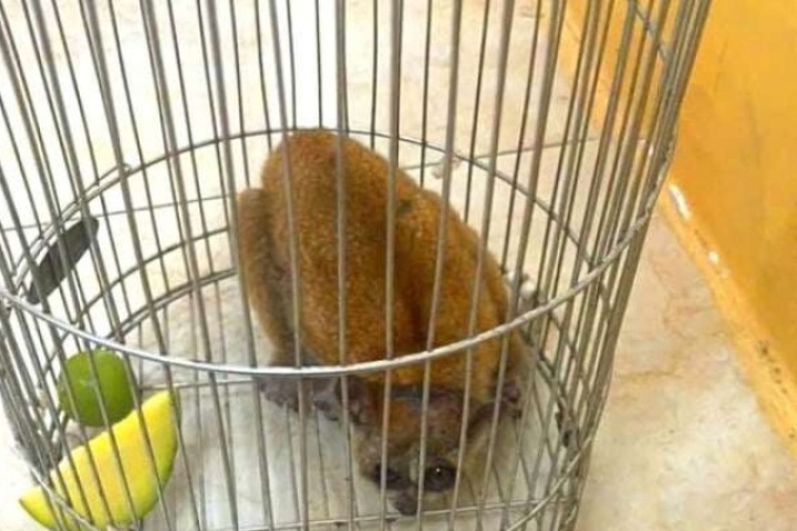 Đi làm vườn, một người dân Nghệ An phát hiện con động vật hoang dã có đôi mắt tròn xoe, liền báo cho công an