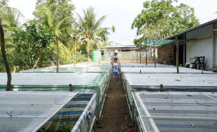 Anh Huỳnh Văn Thuận kiểm tra bể nuôi cà cuống tại trang trại rộng 250m2 ở phường Phước Thới, TP Cần Thơ