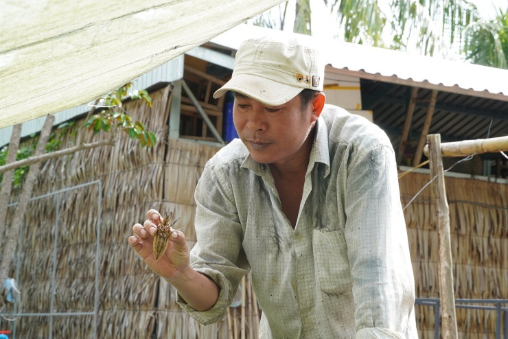 Sau khi rời nghề hướng dẫn viên du lịch, anh Thuận chọn gắn bó với mô hình nuôi cà cuống và thu lãi hàng trăm triệu đồng mỗi năm 