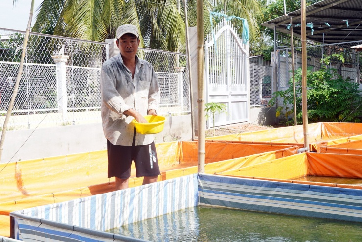 Ao nuôi nòng nọc được anh Thuận xây dựng để chủ động nguồn thức ăn, giảm chi phí chăn nuôi