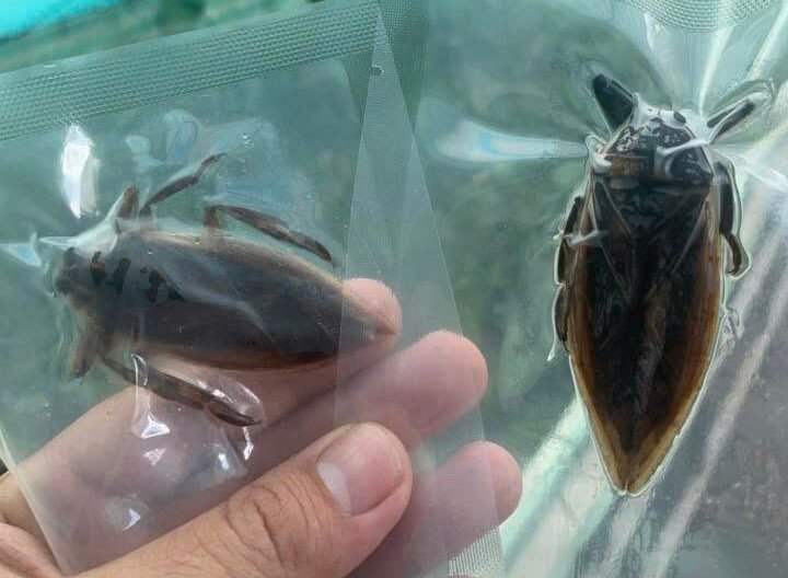 Bỏ nghề du lịch, người đàn ông về quê nuôi con 'lạ', sở hữu tinh dầu quý - 9