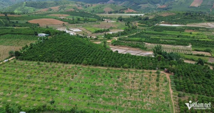 Nhờ áp dụng khoa học kỹ thuật vào chăm sóc, vườn cà phê trồng xen sầu riêng của anh A Đuk luôn xanh tốt và cho năng suất cao. Ảnh: Ngọc Chí