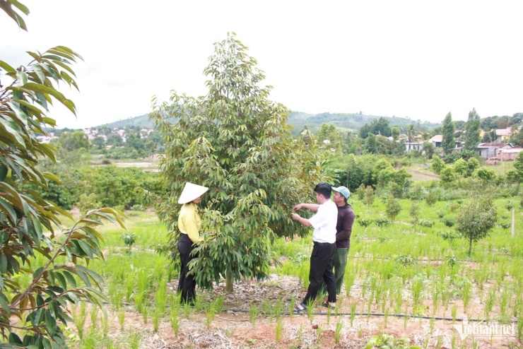 Có nguồn thu nhập ổn định, năm 2025, anh A Đuk đã đầu tư trồng thêm 130 cây sầu riêng và 800 cây cà phê. Ảnh: Ngọc Chí