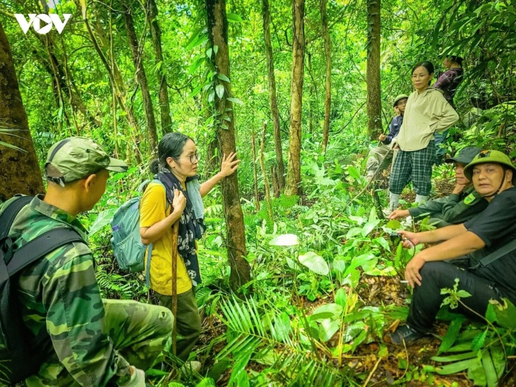 Bà Bùi Thị Mai Anh (áo vàng), sinh năm 1977, người gốc Hà Cối đã ba lần tham gia khám phá khu vực Quảng Nam Châu, cho biết:&nbsp;“Tôi đã đi lần này là lần thứ ba. Lần đầu tiên là leo đỉnh Quảng Nam Châu, cao 1.507 mét. Đến lần thứ hai, chúng tôi khám phá ra một quần thể chè rất rộng, nhiều đến mức ban đầu còn đếm, sau không đếm nổi nữa. Những cây có chu vi từ 60 đến 80 cm, đứng tại chỗ nhìn trong tầm mắt cũng đếm được khoảng 30 cây; muốn đếm thêm thì phải đi tiếp. Còn những cây nhỏ thì không đếm xuể. Hạt từ cây cổ thụ rơi xuống lại mọc thành cây chè con, nếu không cẩn thận là mình sẽ giẫm lên cây”.