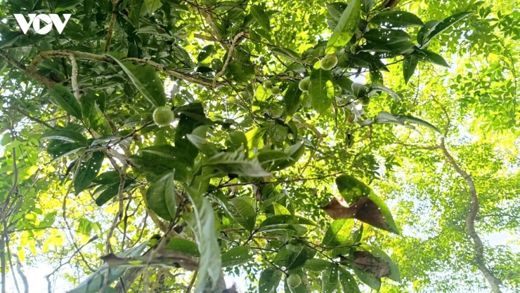 Việc phát hiện quần thể chè cổ thụ giữa rừng Quảng Nam Châu không chỉ gợi mở câu chuyện về cội nguồn cây chè ở vùng Hà Cối xưa, mà còn gợi mở một lộ trình cụ thể cho quá trình khảo sát khoa học, khoanh vùng bảo vệ, lưu giữ nguồn gen quý của địa phương. Việc này càng có ý nghĩa trong dịp địa phương chuẩn bị lễ hội chè vào 8/8 và 9/8 tới đây.