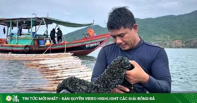 Ở vùng cửa sông này của Hà Tĩnh, dân nuôi con gì mà chả phải cho ăn, hễ lớn là kéo lên bán, lãi gần 100 triệu/vụ?