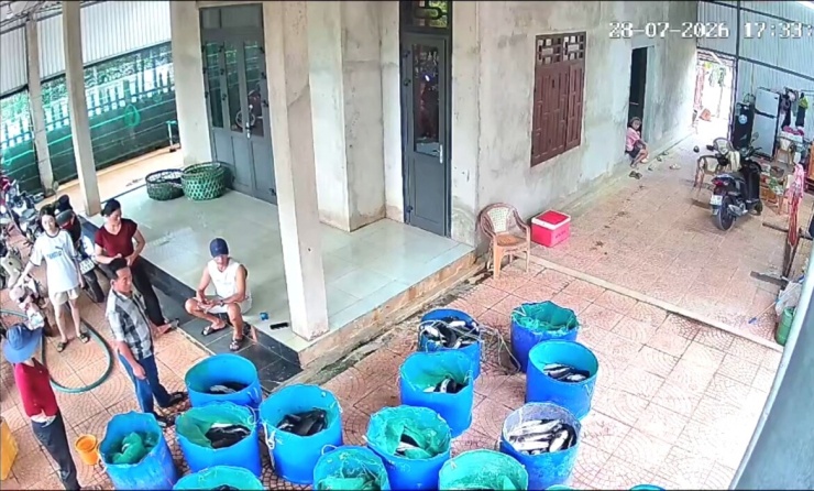 Gia đình thu gom số cá lóc bị chết