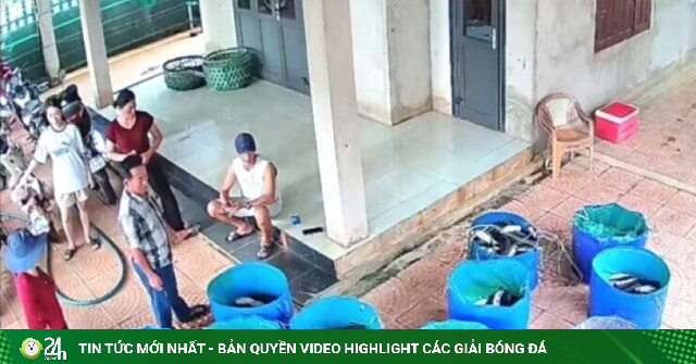 Sét đánh trúng hồ nuôi làm 3 tấn cá lóc chết hàng loạt