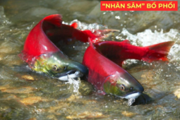 Tin tức sức khỏe - "Nhân sâm dưới nước" siêu đắt đỏ, được ví như “vàng lỏng” cho người đàm, ho, khó thở!