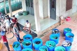 Sét đánh trúng hồ nuôi làm 3 tấn cá lóc chết hàng loạt