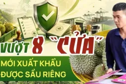 Doanh nghiệp phải vượt 8 'cửa' mới xuất khẩu được sầu riêng