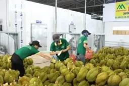 Mã vùng trồng, đóng gói và kiểm nghiệm sầu riêng xuất đi Trung Quốc được cấp thế nào?