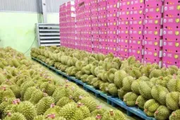 Bất ngờ nhiều doanh nghiệp xin trả mã số vùng trồng sầu riêng