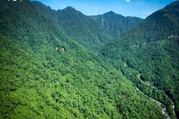 Quảng Ninh: Hành trình đánh thức những "lão trà" trăm tuổi tại vùng đất Đường Hoa