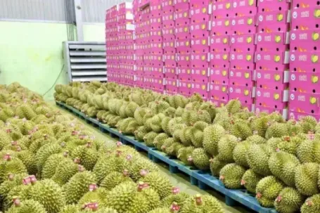 Bất ngờ nhiều doanh nghiệp xin trả mã số vùng trồng sầu riêng