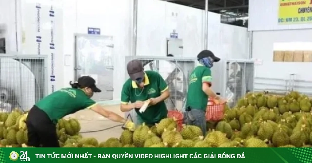 Mã vùng trồng, đóng gói và kiểm nghiệm sầu riêng xuất đi Trung Quốc được cấp thế nào?