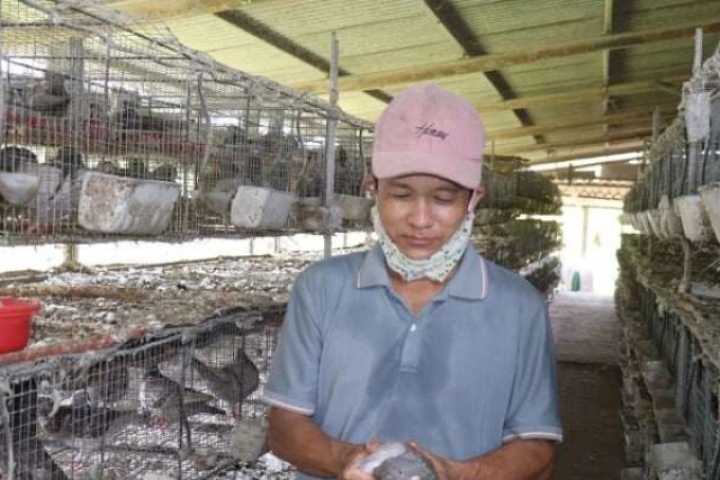 Nuôi loài chim “mắn đẻ”, ông nông dân Đà Nẵng tự trả lương 10 triệu đồng/tháng