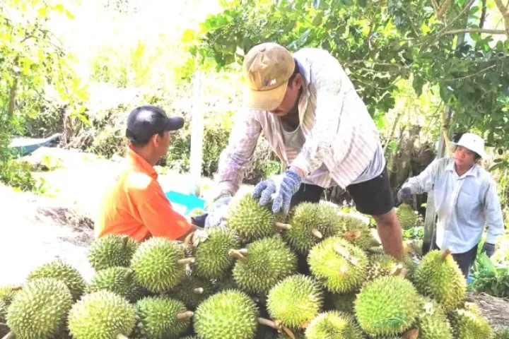 Mã số vùng trồng sầu riêng: Cách nào tránh cảnh 'cha chung không ai khóc'?