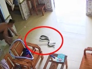 Rắn rơi từ điều hòa xuống phòng ngủ, người phụ nữ ở Phú Thọ hét thất thanh