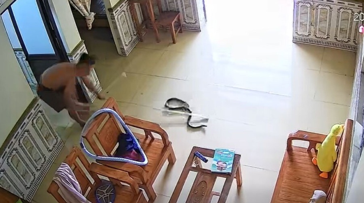 Con rắn nặng khoảng 0,6kg. Ảnh cắt từ clip