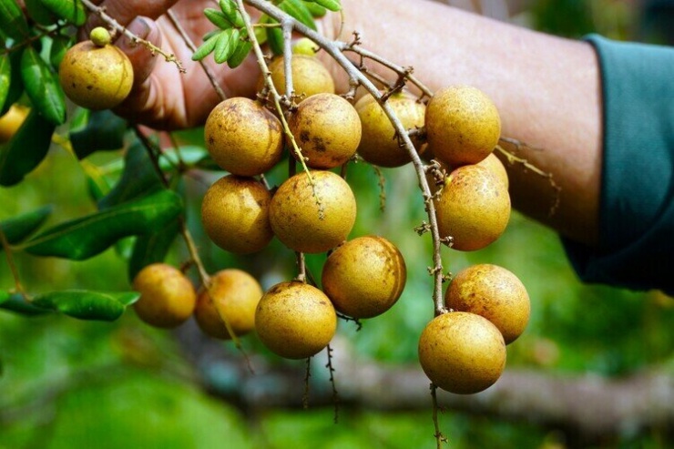 Nhãn xuồng Vĩnh Châu giá chỉ hơn 10.000 đồng một kg - 1