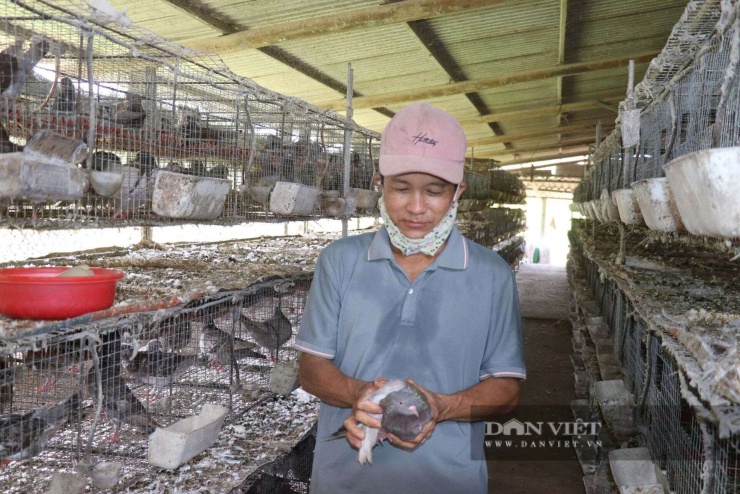 Mô hình nuôi bồ câu lai Pháp của ông Nguyễn Văn Lai ở xã Phú Thuận, TP Đà Nẵng cho thu nhập ổn định. Ảnh: T.H.