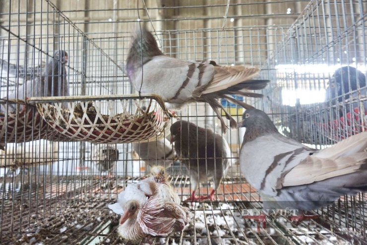 Bồ câu là loài chim “mắn đẻ”. Ảnh: T.H.